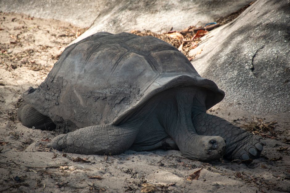 Aldabra