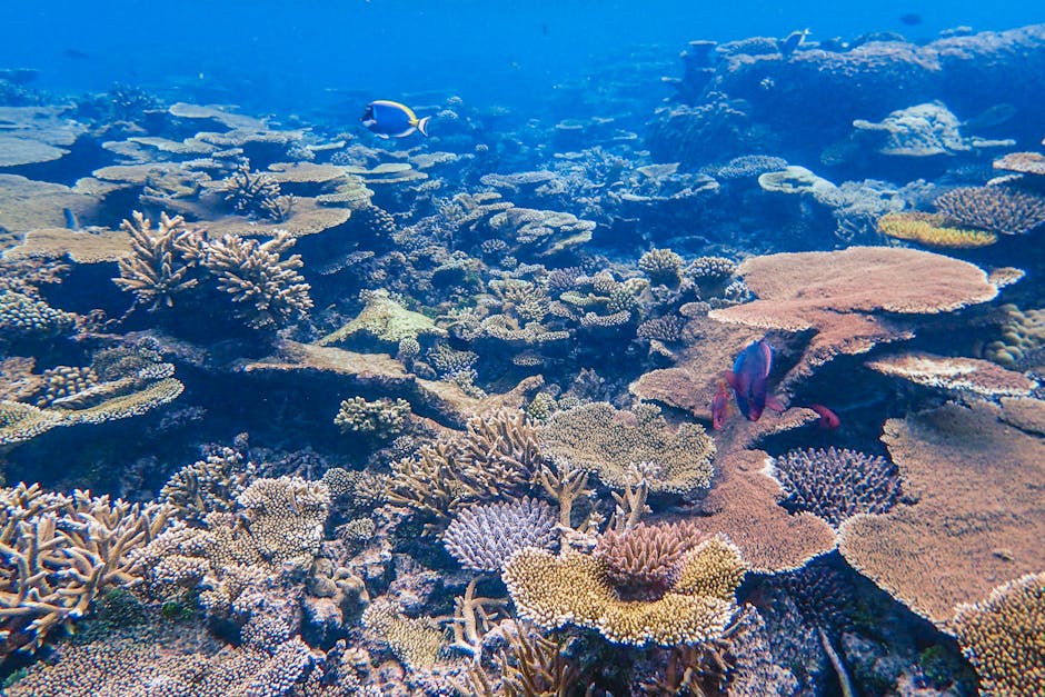 Apo Reef