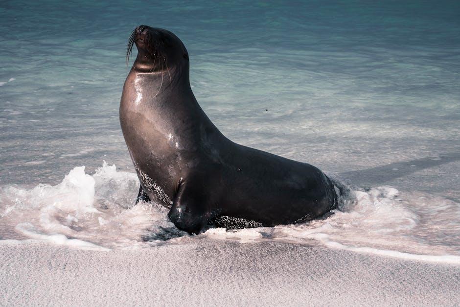 Baltra (Galapagos), Ecuador