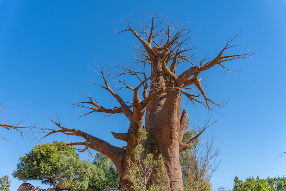 De kust van Madagaskar