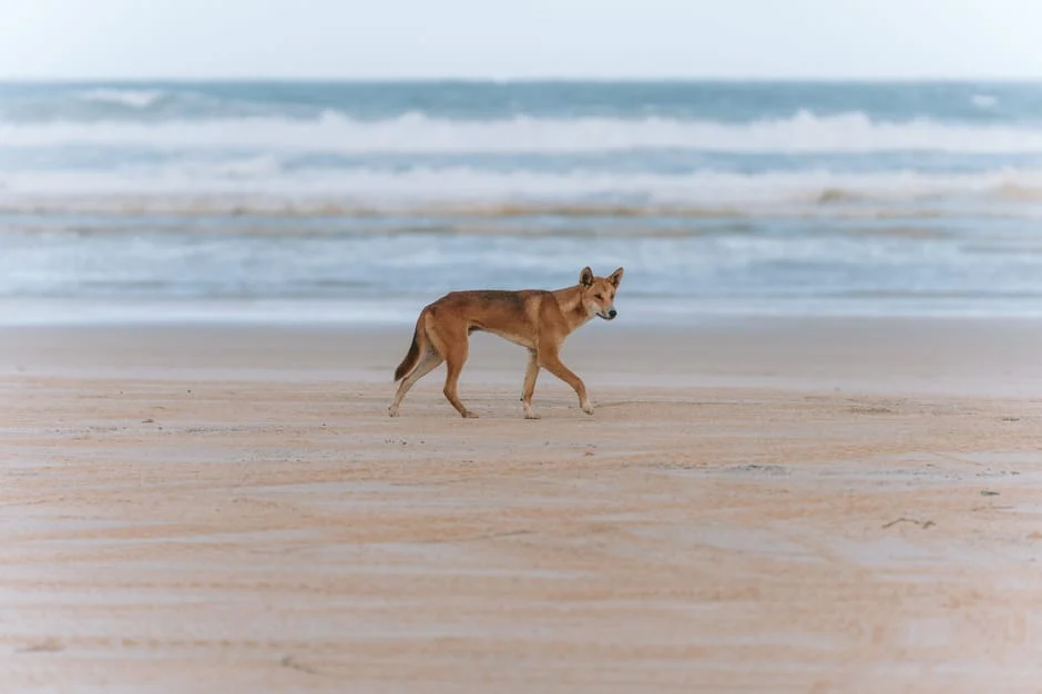 Fraser Island