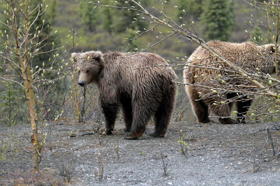Nationaal Park Katmai