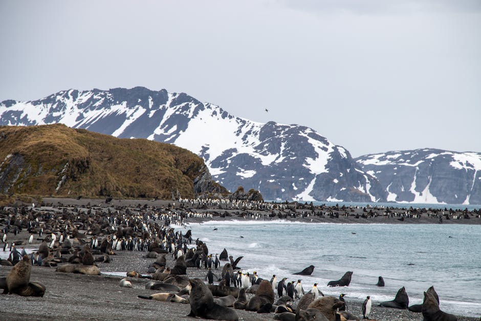 Saint Paul Island (Alaska)