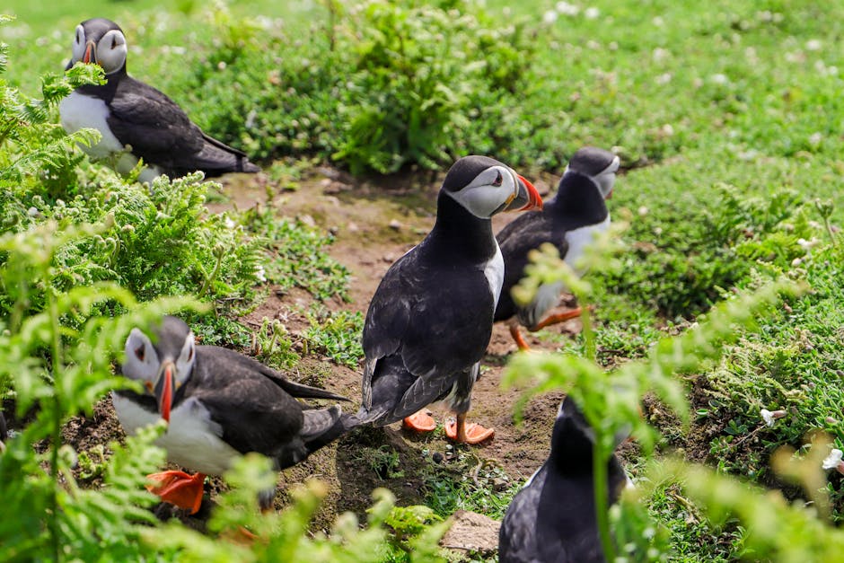 Skomer Island