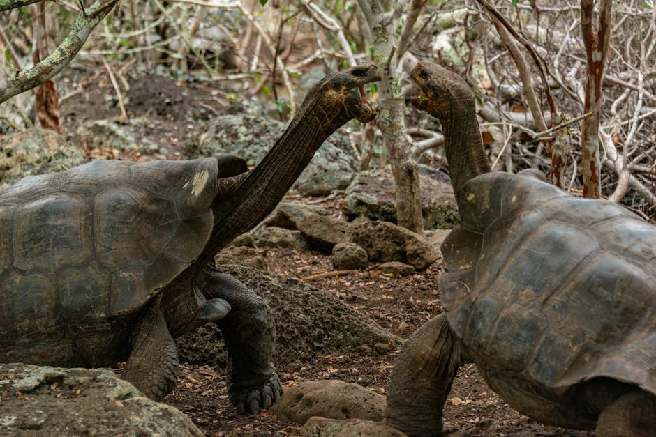 South Plaza (Galápagos), Ecuador