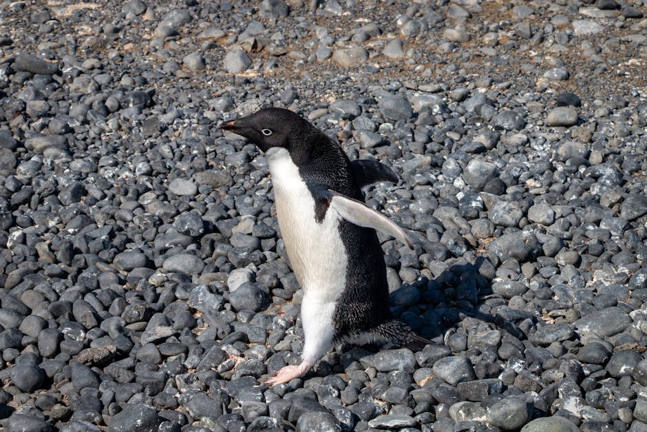 Zuidelijke Shetlandeilanden, Antarctisch Schiereiland