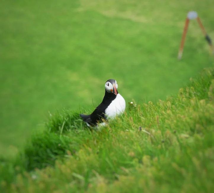 Vestmannaeyjar