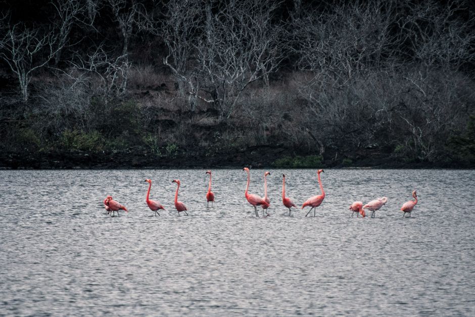 Floreana (Galapagos)