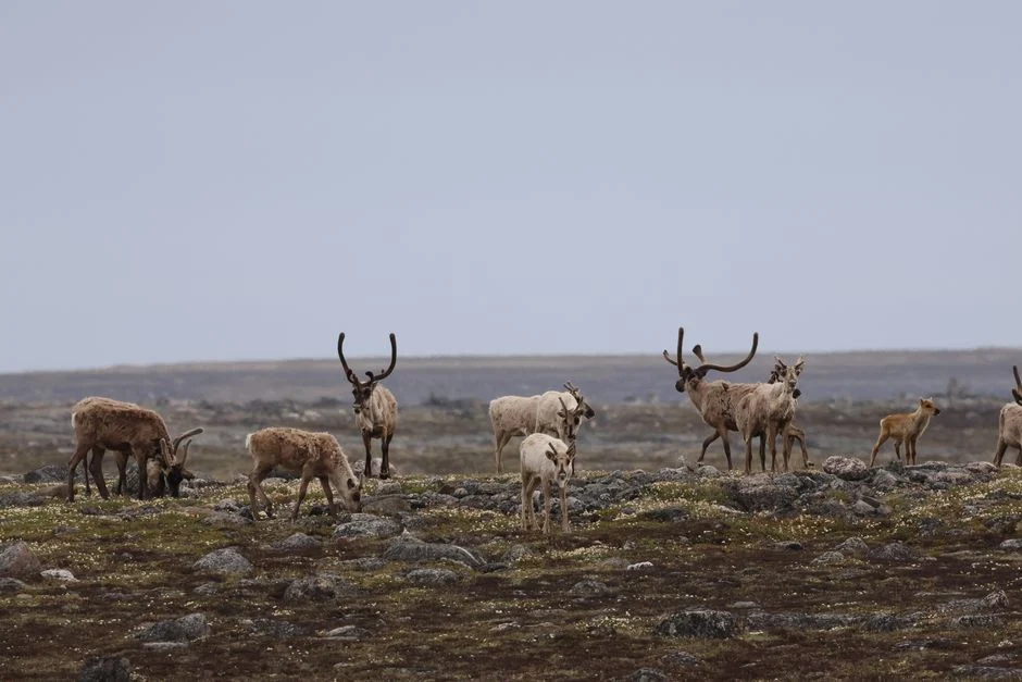 Kaap Mercy, Nunavut