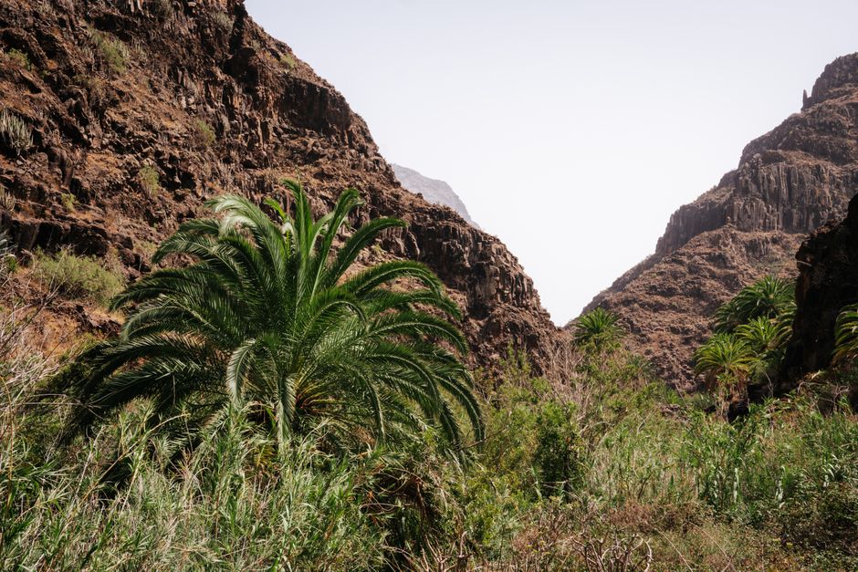 El Barranco, Genovesa